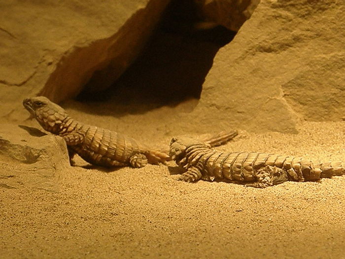 1322829439_800pxArmadillo_girdletailed_lizard (700x525, 79Kb)