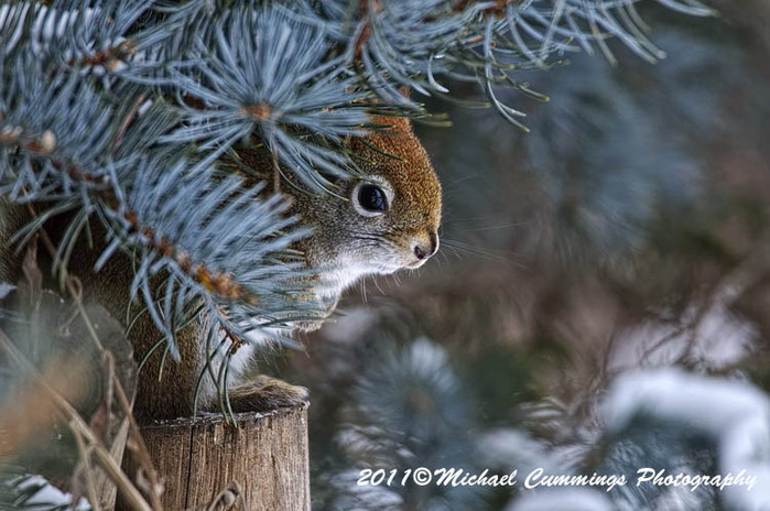 redsquirrel23 (700x464, 114Kb)