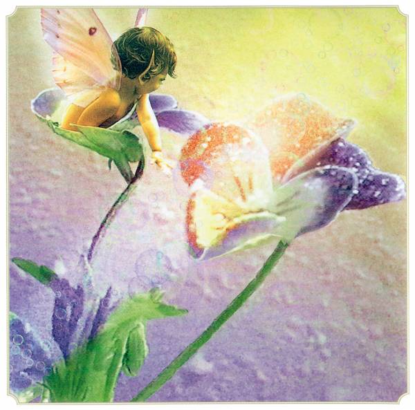 posterlux-cross_tom-kb_cross_tom_sp_pansy_fairy (600x593, 51Kb)