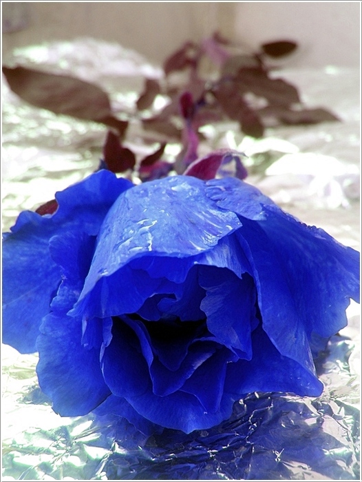 blue_rose_11 (526x699, 188Kb)