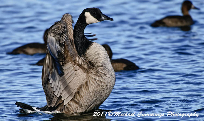 canadagoose84 (700x417, 112Kb)