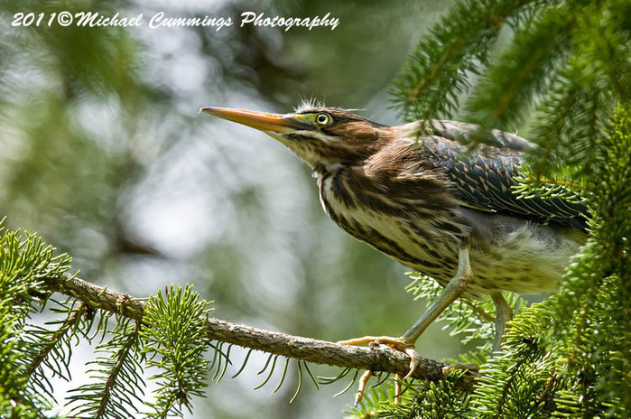 greenheron80 (700x464, 153Kb)