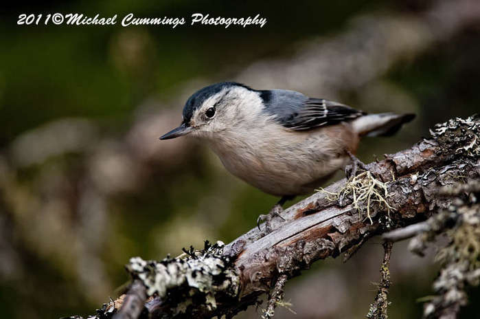 whitebreastednuthatch47 (700x464, 93Kb)