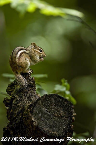 chipmunk49 (399x600, 56Kb)