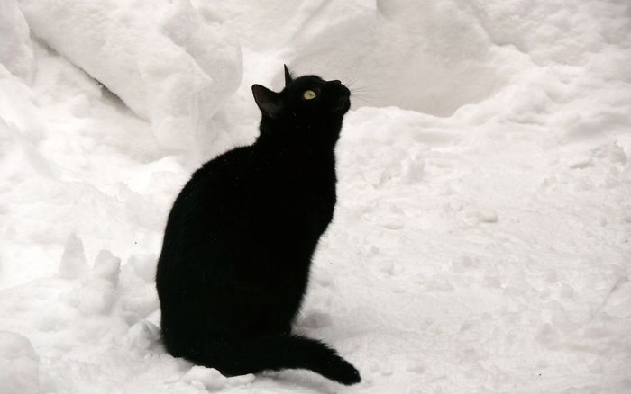 snowy-cat-07_hoshiwa_ncsa_display (700x438, 28Kb)