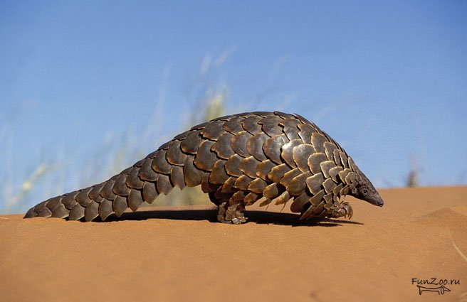 http://img1.liveinternet.ru/images/attach/c/4/80/755/80755683_1212335959_pangolin7.jpg