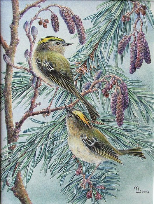 Goldcrests (528x700, 158Kb)