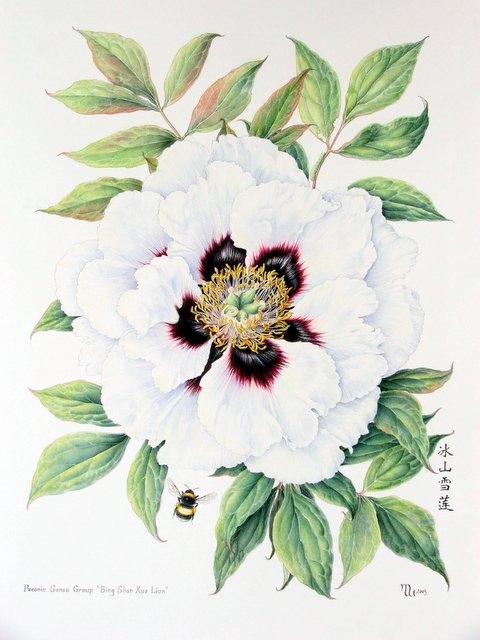 TREE PEONY (480x640, 105Kb)