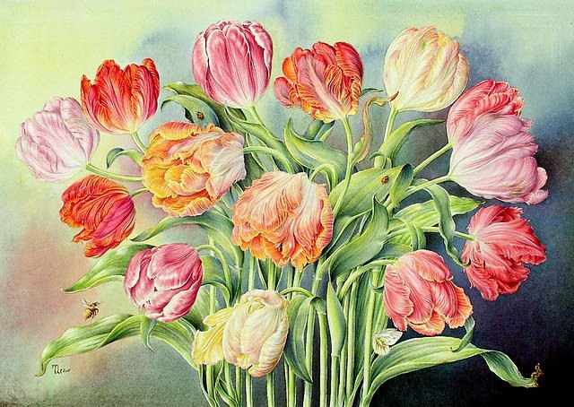 Tulips (640x454, 105Kb)