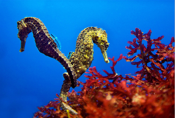 74279575_seahorse2 (597x402, 272Kb)