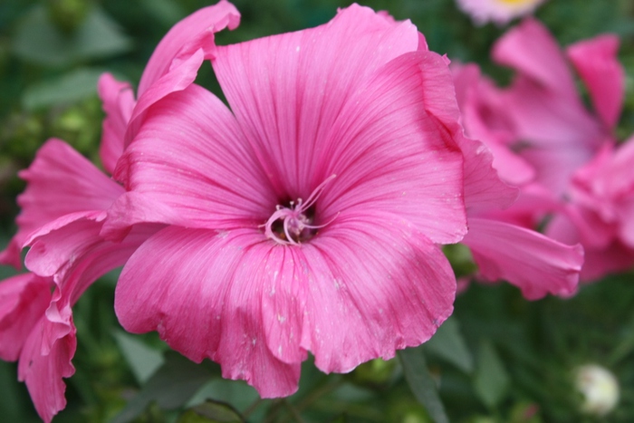 1323186949_8IMG_8559 (700x467, 133Kb)