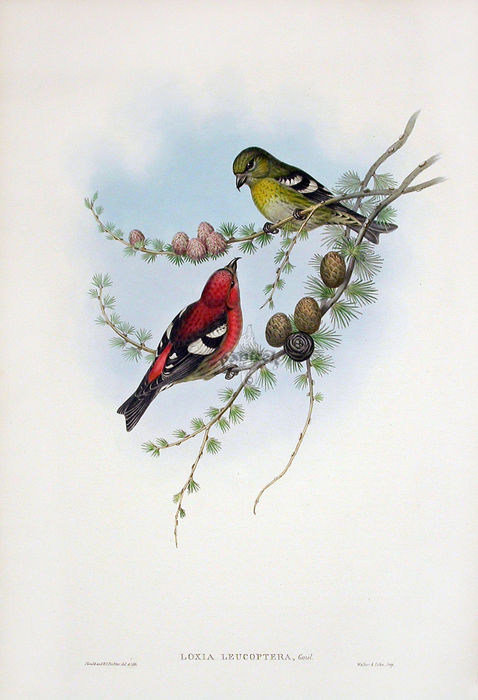 gb71-471 (478x700, 412Kb)