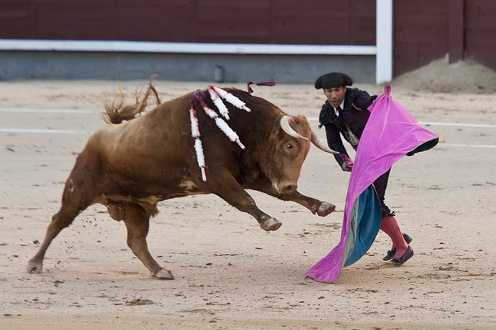 ES-Corrida 2010 8011w (700x465, 115Kb)