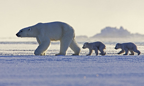 3259274_frozenplanetpolarbearandcubs590x350_large (500x297, 41Kb)