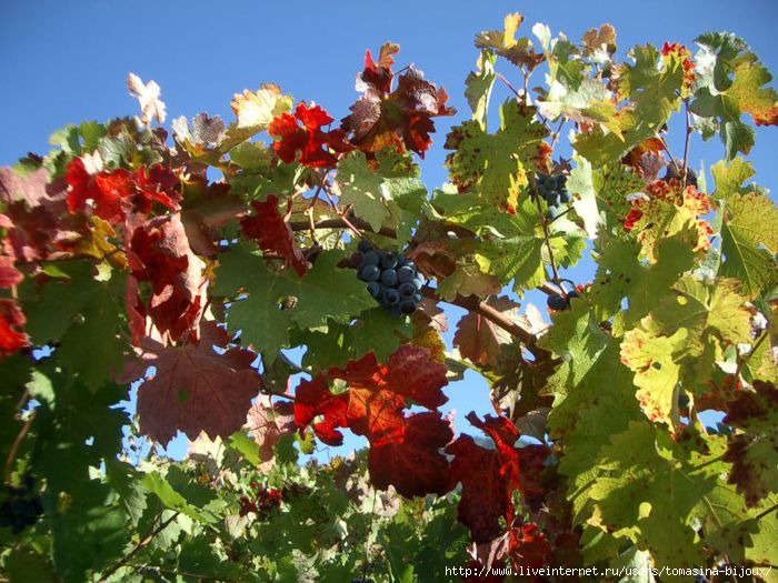 red-vineyard-leaves (700x525, 254Kb)