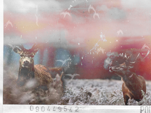 -1 (500x375, 162Kb)