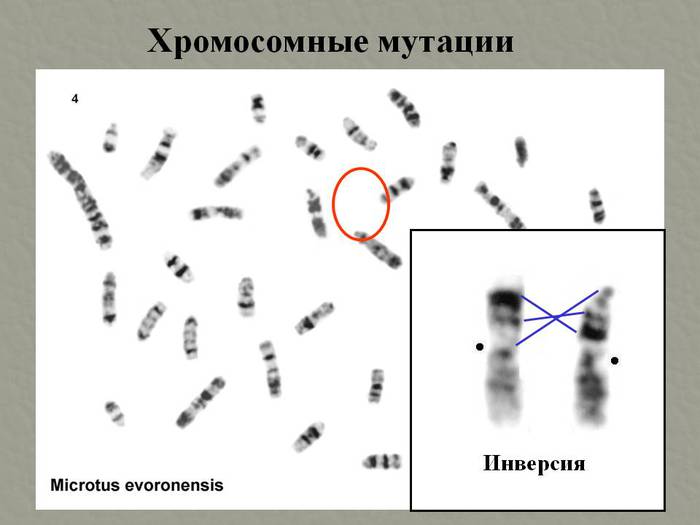 Мутации хромосом картинки