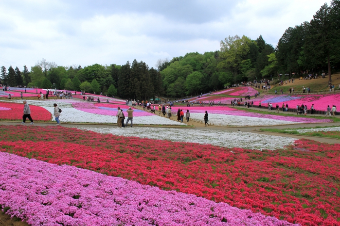 4512602_Chichibu_Hitsujiyama_Park_Phlox_Hill_2 (700x466, 310Kb)