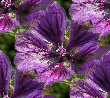 malva_sylvestris_19ca (420x375, 56Kb)