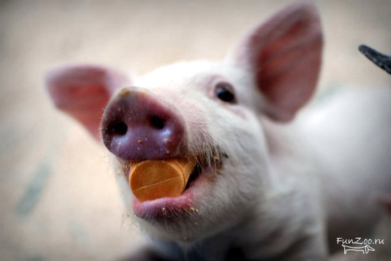 1300121464_pig003 (560x374, 24Kb)