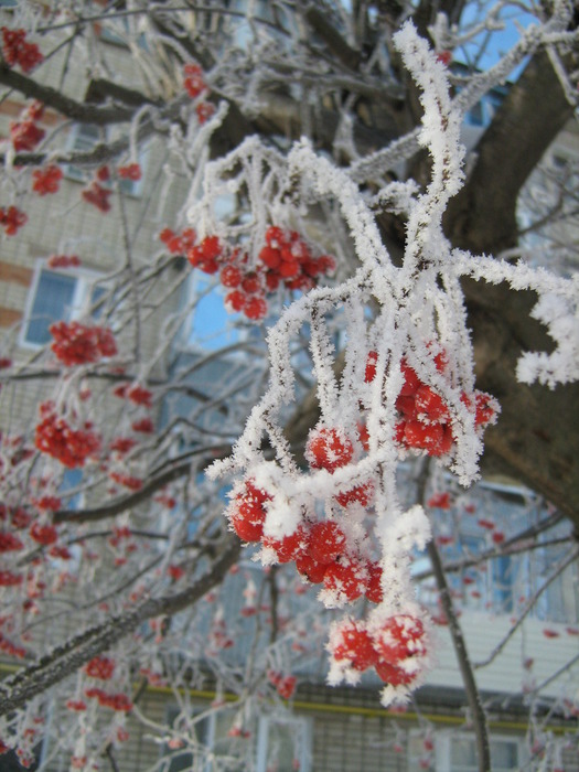 IMG_7497 (525x700, 124Kb)