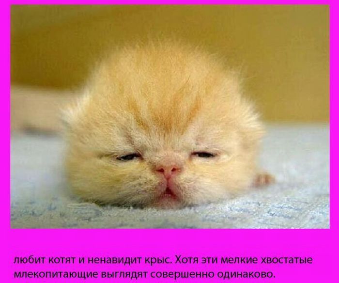 12 (700x584, 50Kb)