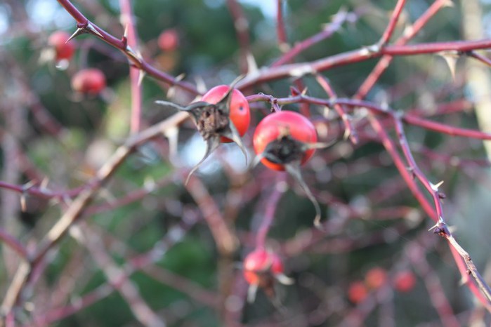 mini-024 (700x466, 56Kb)