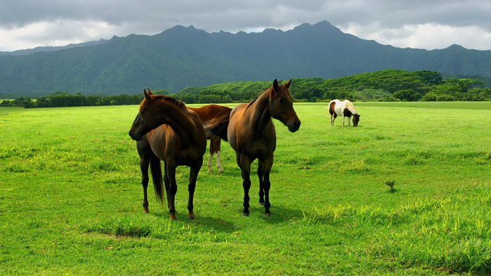 beautiful-horses-wallpaper-1366x768 (700x393, 149Kb)