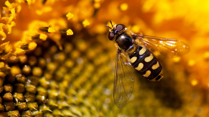 bee-wallpaper-1366x768 (2) (700x393, 113Kb)