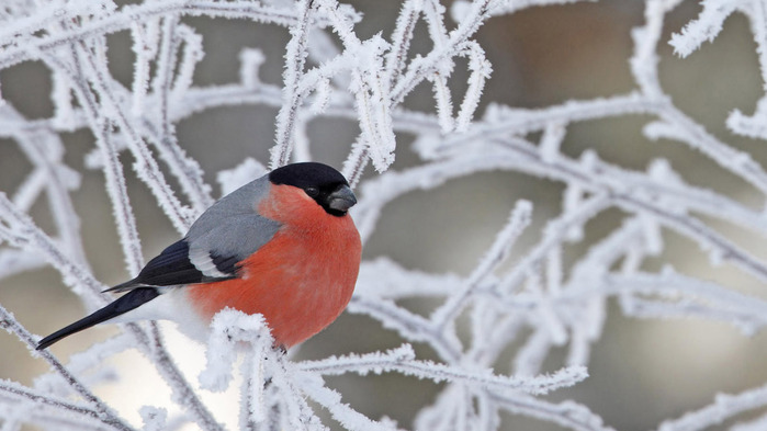 bullfinch-wallpaper-1366x768 (700x393, 80Kb)