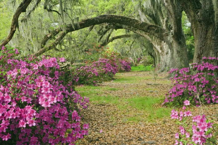 Azaleas and Live Oaks, Magnolia Plantation, South Carolina (700x466, 359Kb)
