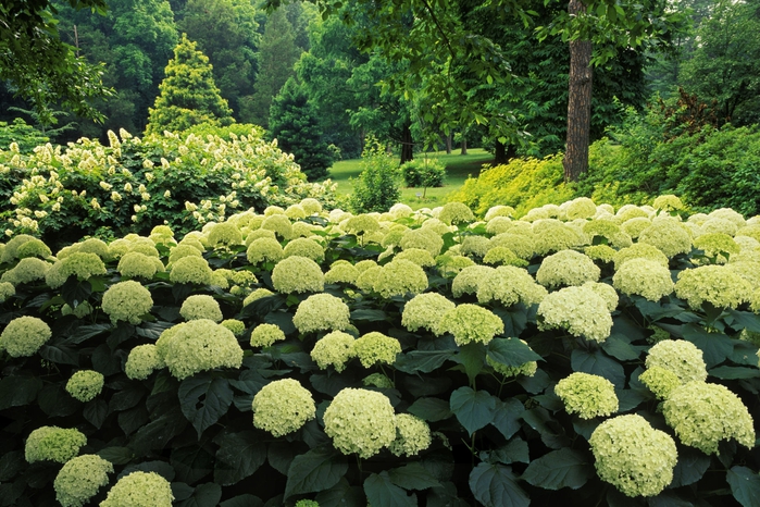 Hydrangea Garden, Clermont, Kentucky (700x466, 345Kb)