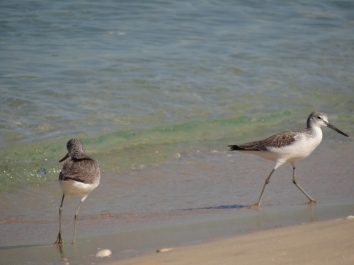 DSC01354 (500x375, 43Kb)