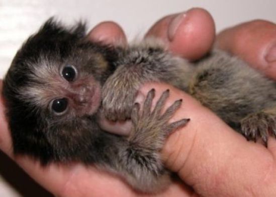 finger_monkeys_08 (549x393, 27Kb)