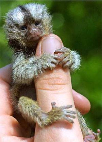 finger_monkeys_10 (399x555, 37Kb)