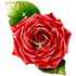 rose_70 (70x70, 5Kb)
