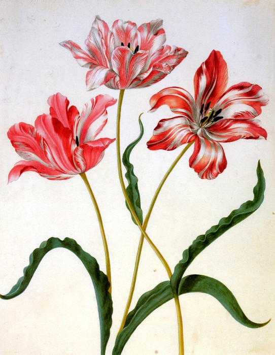 Merian-Maria-Sibylla-Three-tulips-Sun (542x700, 309Kb)