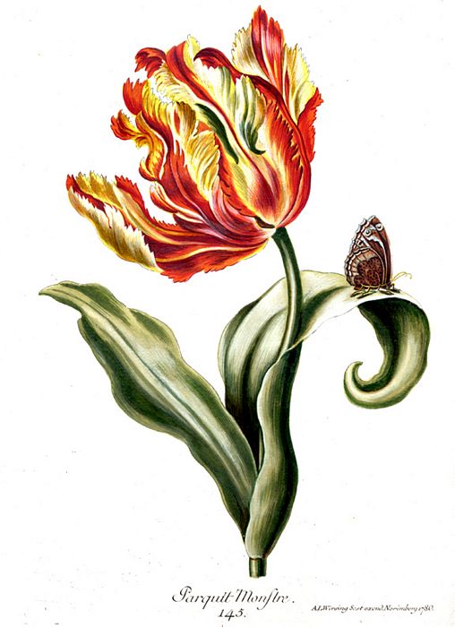 Maria Sibylla Merian (508x700, 57Kb)