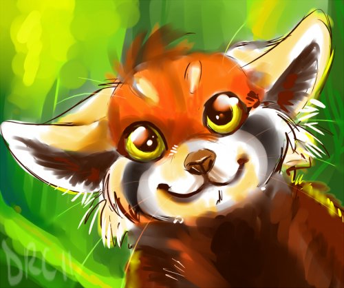 4621436_1316516746_red_panda_doodle_by_silverdenid3aag38 (500x418, 45Kb)