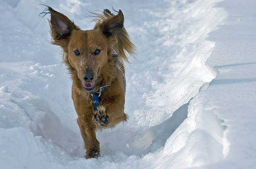 dogie-animals (500x330, 55Kb)