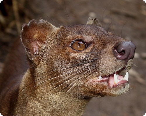 4524092_fossa9 (500x395, 88Kb)