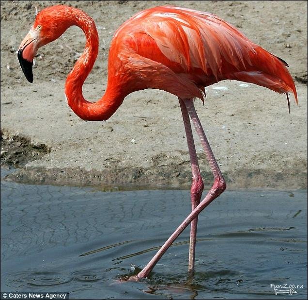 1300817301_flamingo001 (636x618, 106Kb)