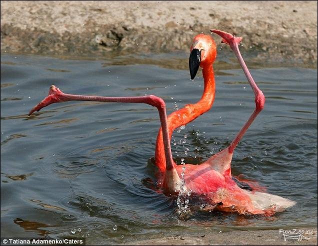 1300817312_flamingo002 (636x492, 76Kb)