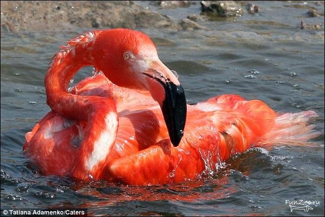 1300817341_flamingo004 (636x425, 72Kb)