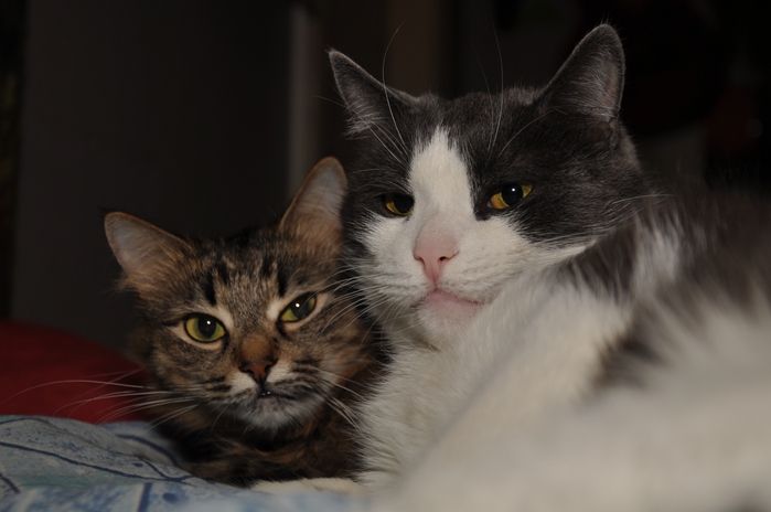 2830149_DSC_6266 (700x464, 169Kb)