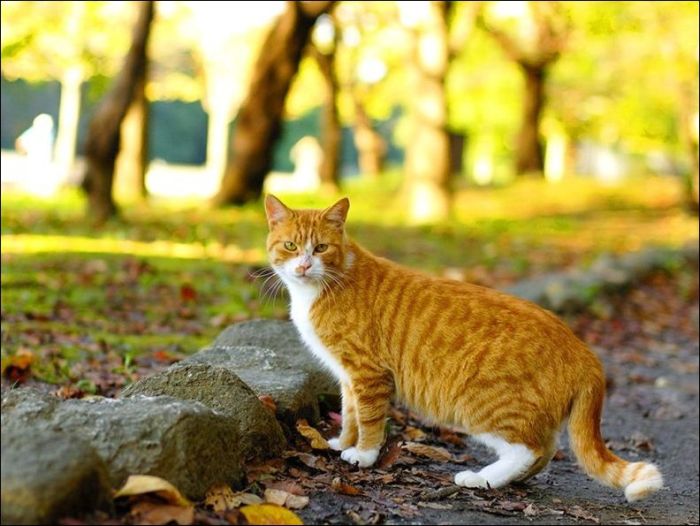 cats_pics_58 (700x526, 65Kb)