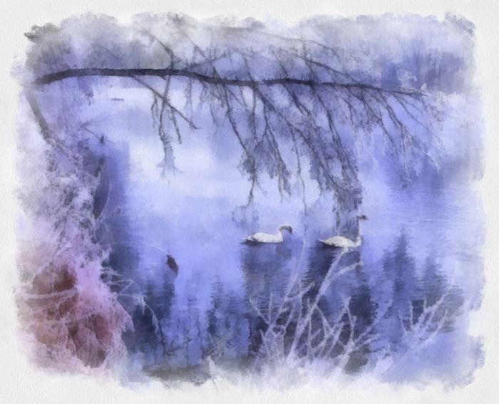 01_swan (700x567, 129Kb)