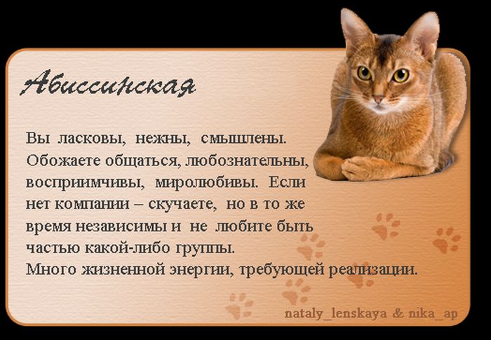 1325690170_cats_01 (700x485, 62Kb)