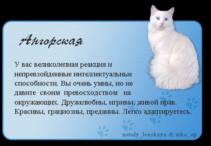1325690170_cats_01 (700x485, 56Kb)