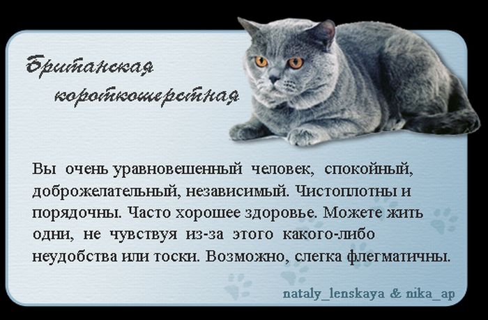 1325690170_cats_01 (700x460, 61Kb)
